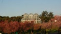 Cherry blossom in the the Botanical Garden of Curitiba, with the greenhouse in the back, ParanÃÂ  State, Brazil July 2009